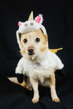 Dog in a funny unicorn costume. Dress, clothes for animals