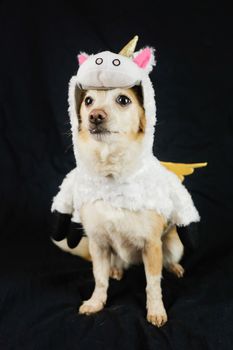 Dog in a funny unicorn costume. Dress, clothes for animals