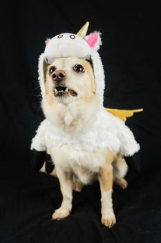 Dog in a funny unicorn costume. Dress, clothes for animals