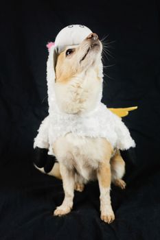 Dog in a funny unicorn costume. Dress, clothes for animals