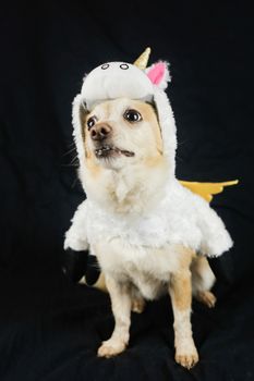 Dog in a funny unicorn costume. Dress, clothes for animals