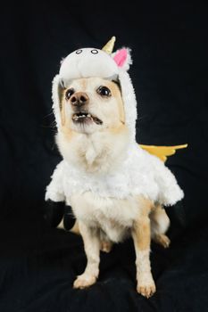 Dog in a funny unicorn costume. Dress, clothes for animals