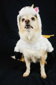 Dog in a funny unicorn costume. Dress, clothes for animals