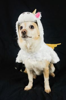 Dog in a funny unicorn costume. Dress, clothes for animals