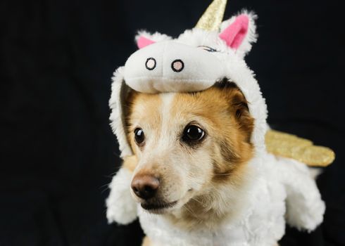 Dog in a funny unicorn costume. Dress, clothes for animals