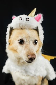 Dog in a funny unicorn costume. Dress, clothes for animals