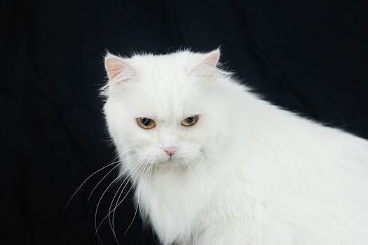 White Angora cat on a black background