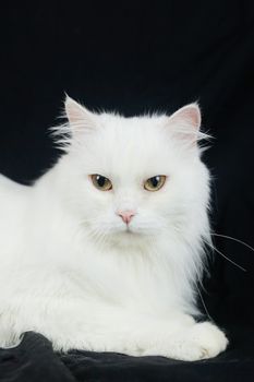 White Angora cat on a black background