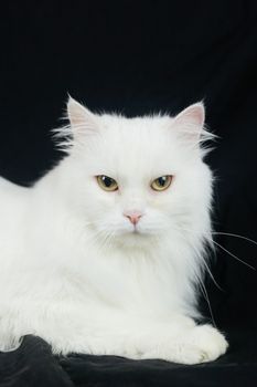 White Angora cat on a black background