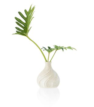 Green monstera tropical plant in vase isolated on white background