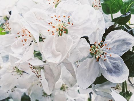 Blooming apple tree flowers in spring garden as beautiful nature landscape, plantation and agriculture scenery