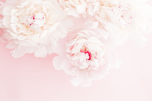 Peony flowers in bloom as floral art on pink background, wedding flatlay and luxury branding design