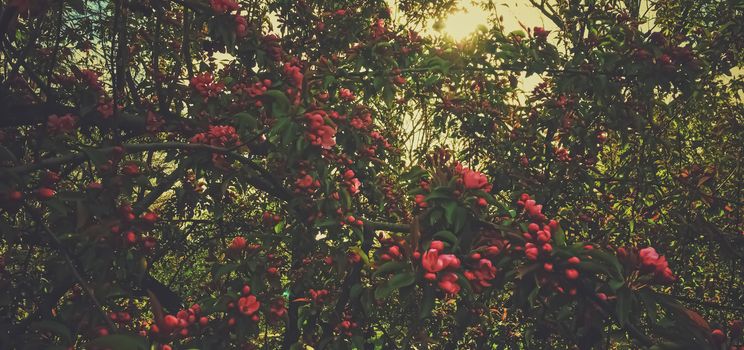 Red berries on tree at sunset in spring, nature and agriculture