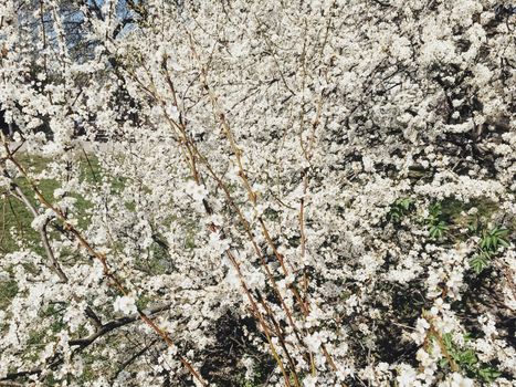 Blooming apple tree flowers in spring as floral background, nature and agriculture