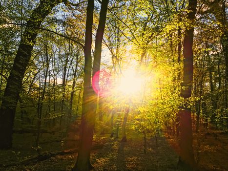 Spring forest landscape at sunset or sunrise, nature and environment