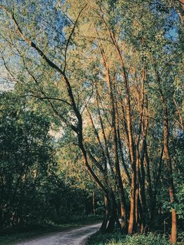 Mystery woods as wilderness landscape, amazing trees in green forest, nature and environment scenery