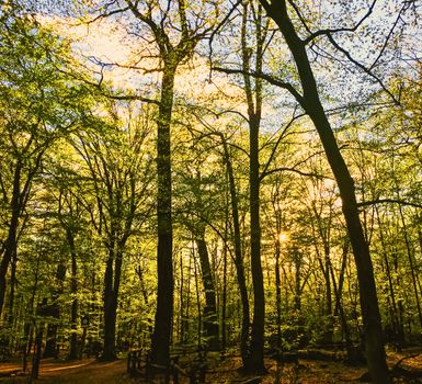 Spring forest landscape at sunset or sunrise, nature and environment