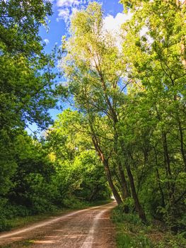 Countryside woods as rural landscape, amazing trees in green forest, nature and environment scenery