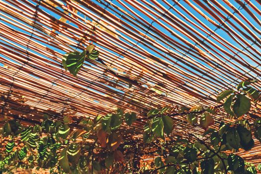 Wooden roof on the beach, nature and design