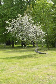 Solitary beautiful blooming of apple trees in spring green park