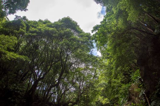 walk and discover the prego salto waterfall on the island of sao miguel, azores, Portugal.