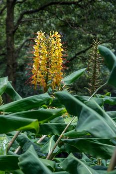 walk and discover the prego salto waterfall on the island of sao miguel, azores, Portugal.