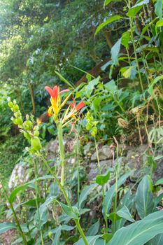 walk and discover the prego salto waterfall on the island of sao miguel, azores, Portugal.