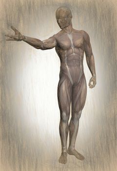  3d illustration of human body anatomy  
