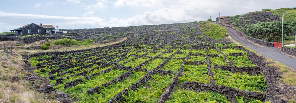 Walk on the Azores archipelago. Discovery of the island of Pico, Azores. Portugal. , Azores. Portugal. madalena