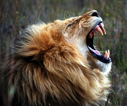 wild adult male lion sat in long grass yawning