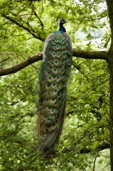 Unusual view of the back of a peacocks tail