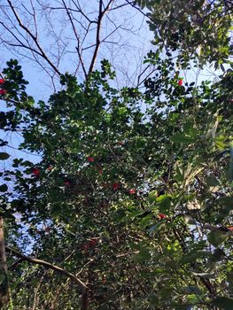 Low angle of tree with green leaves and red flowers in South Korea