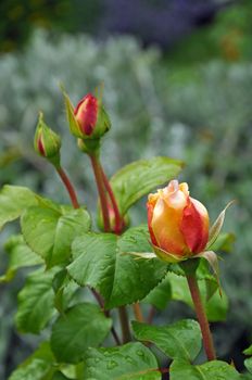 Three orange and yellow spring rosebuds