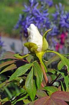 Beautiful single white peony flowerbud