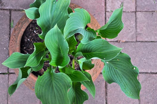 Top view of hosta plant in early spring
