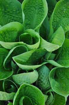 Lush green hosta plant