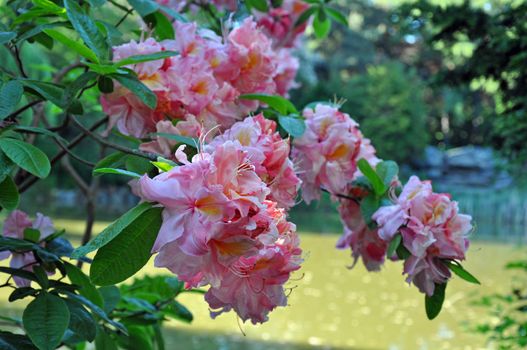 Beautiful pink rhododendron flowers in spring