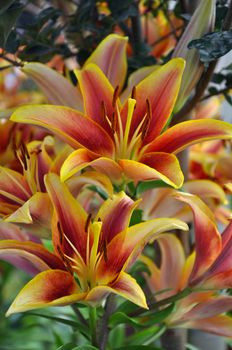 Beautiful orange and yellow tropical tiger lilies