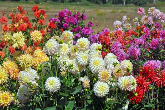 Colorful dahlias in full bloom