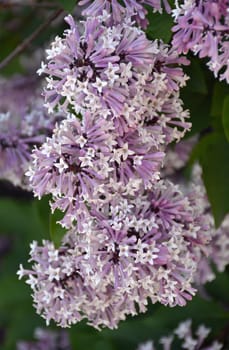 Branch of fragrant tiny liliac flowers