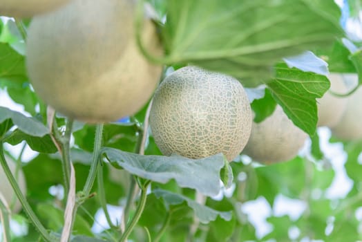 Fresh melon in greenhouse