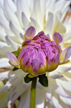 Lovely purple dahlia flower about to bloom