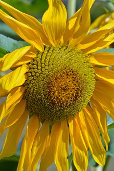 Large beautiful yellow summer sunflower ready to go to seed