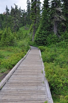 Wooden boardwalk in beautiful summer forest