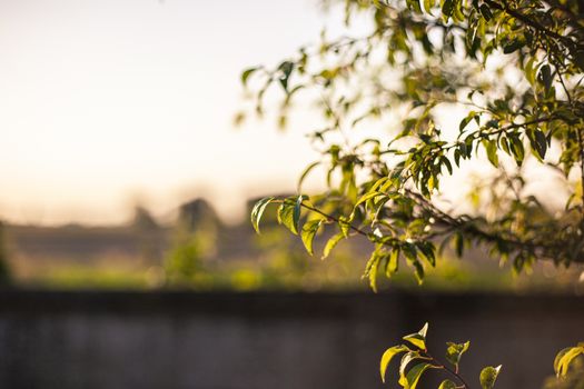 Detail of a branch moved by the wind in spring in a countryside context