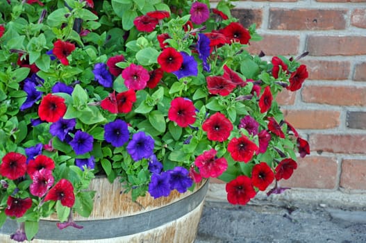 Colorful summer petunias in wooden barrel planter