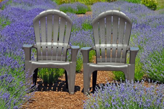 Two grey chairs in lovely lavender garden