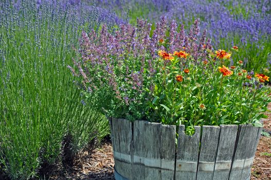 Old wooden barrel planter in lavender garden