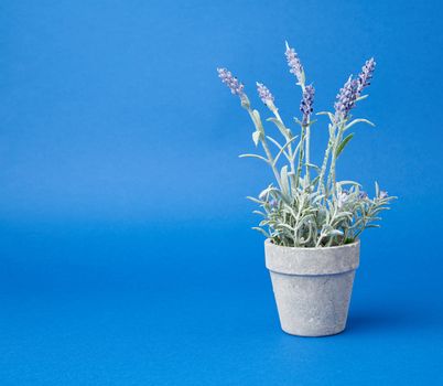 gray ceramic pot with a growing bush of lavender on a blue background, close up