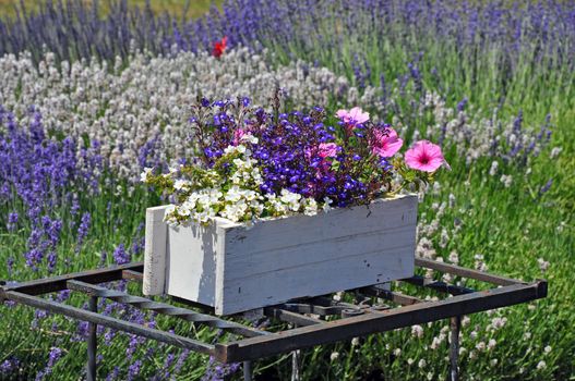 White wooden planter box filled with colorful blossoms in lavender garden